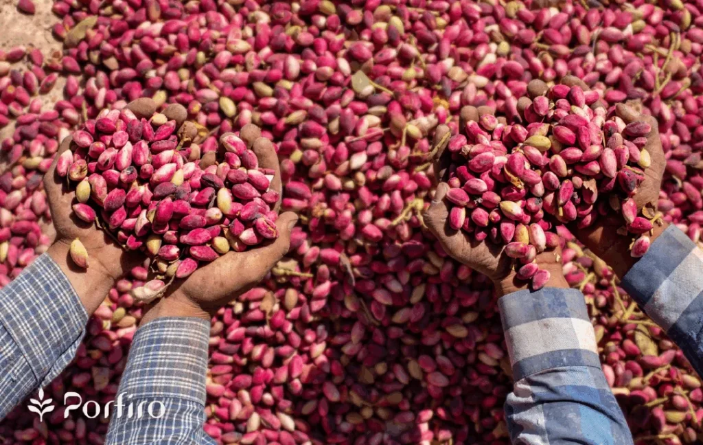 Farmers are harvesting pistachios
Porfiro