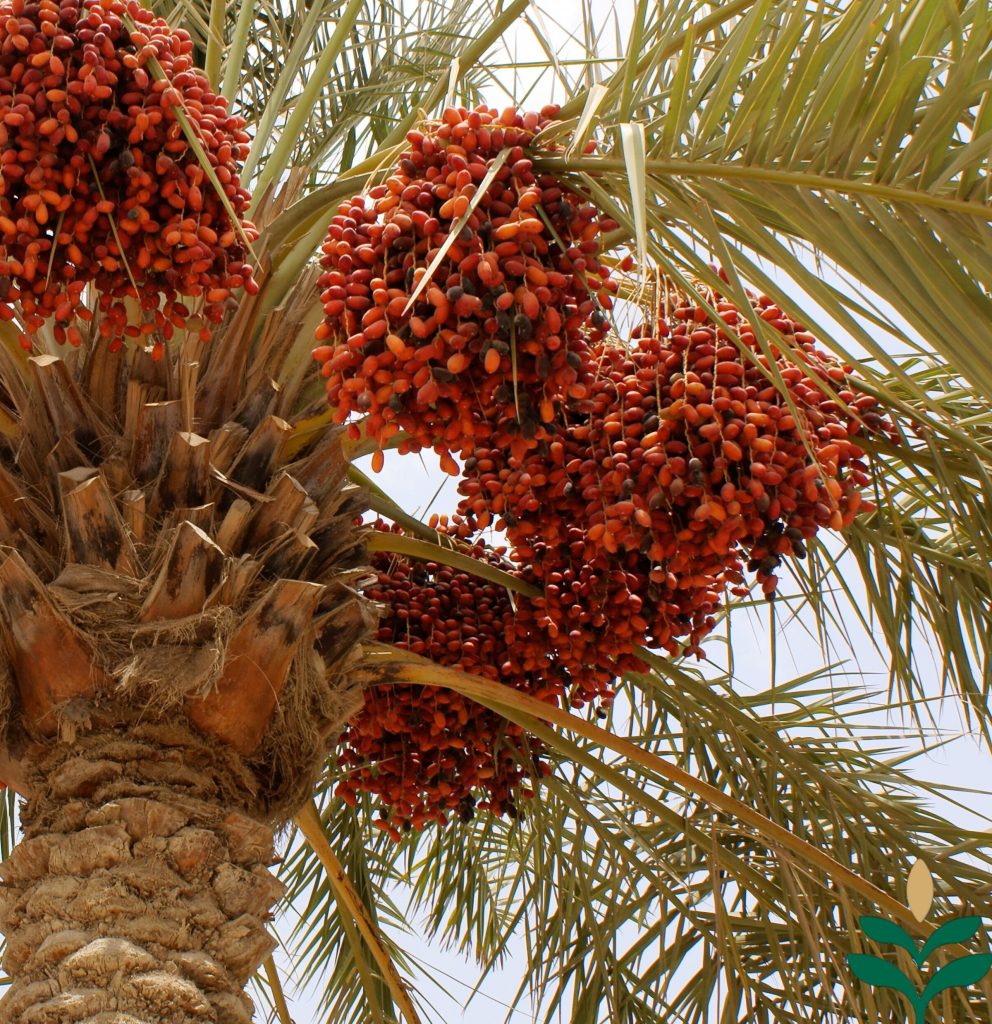 Dates palm tree of Iran