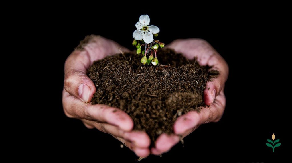Healthy soil