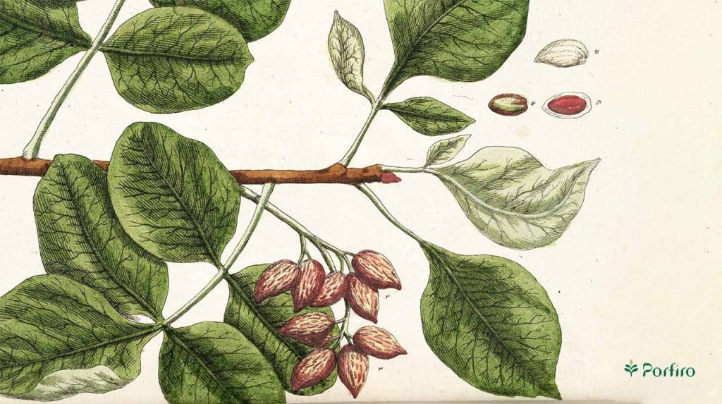 Pistachio plant botany