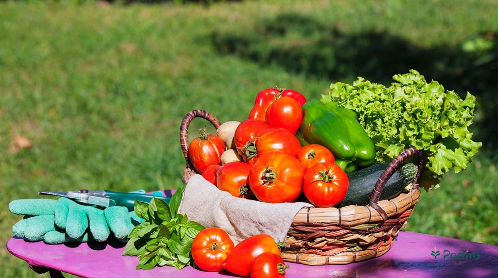 A wooden basket full of organic produce freshly picked from the farm