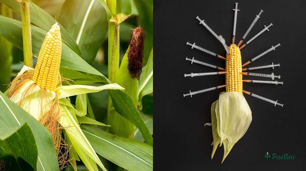 Two types of corn, one natural and on its own stand in the field, and the other surrounded by various syringes, indicating its genetic changes.