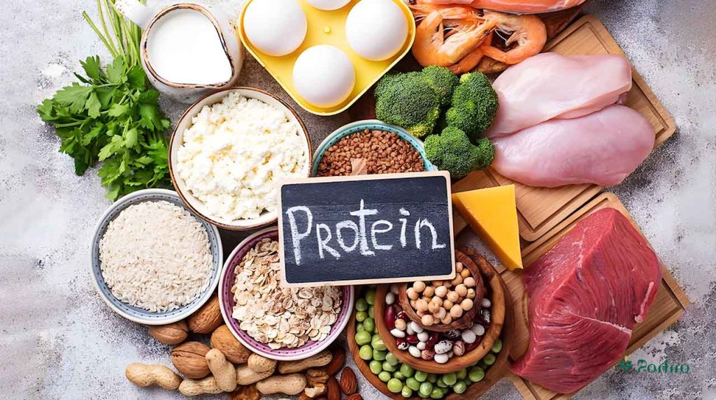 Various sources of plant and animal protein