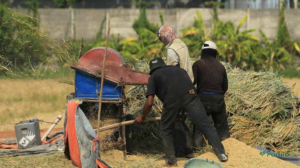 کارگرام مزرعه در حال خرد کردن علوفه برداشت شده با استفاده از دستگاه چاپر