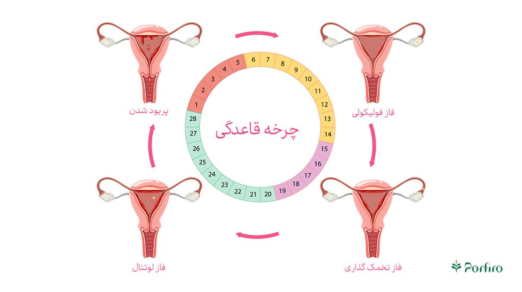 چرخه قاعدگی در کنار یک تقویم و طرح تخمدان رحم