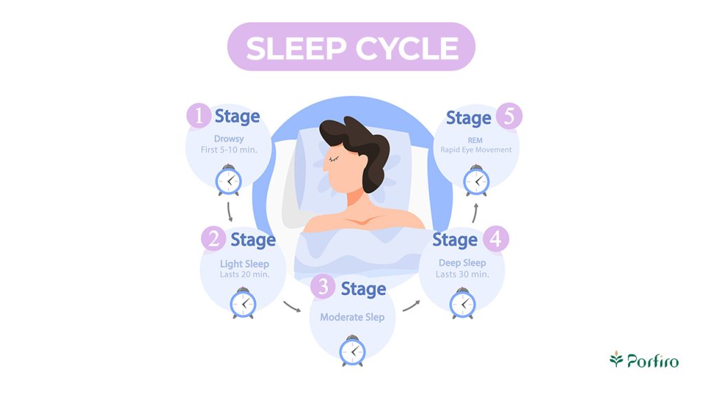 Infographic of the sleep cycle and its different stages in the article Sleep Health on the Porfiro blog