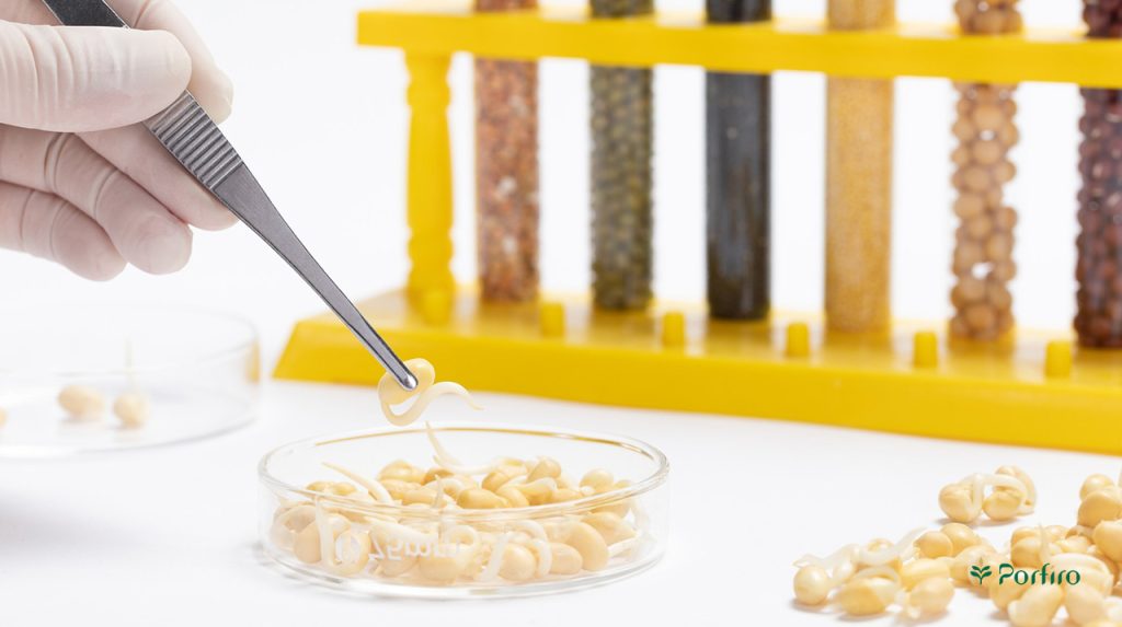 جوانه های رشد کرده در محیط کشت آزمایشگاهی برای تولید غذاهای GMO