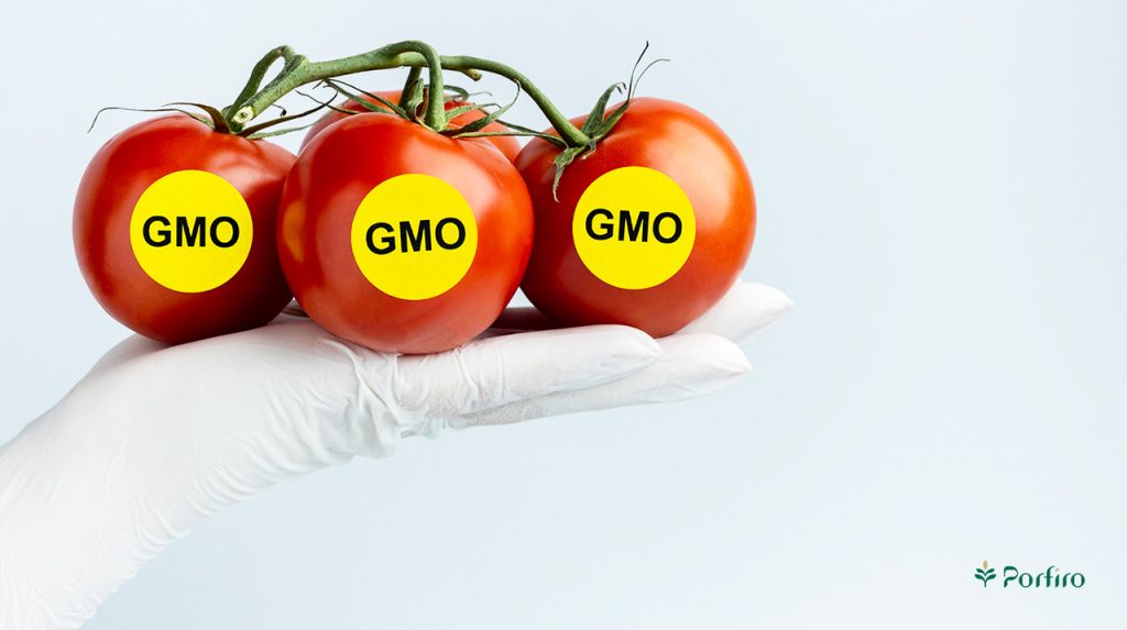 چهار عدد گوجه فرنگی با برچسب GMO روی دست فرد تکنسین آزمایشگاه