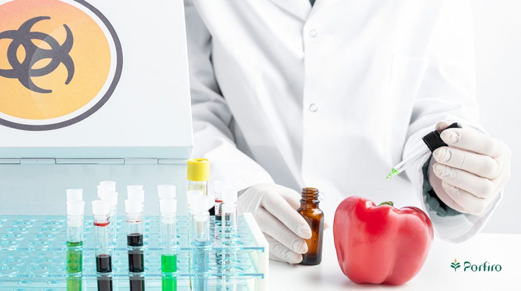فرد تکنسین آزمایشگاه در حال بررسی یک عدد فلفل دلمه تراریخته در فضای آزمایشگاه است