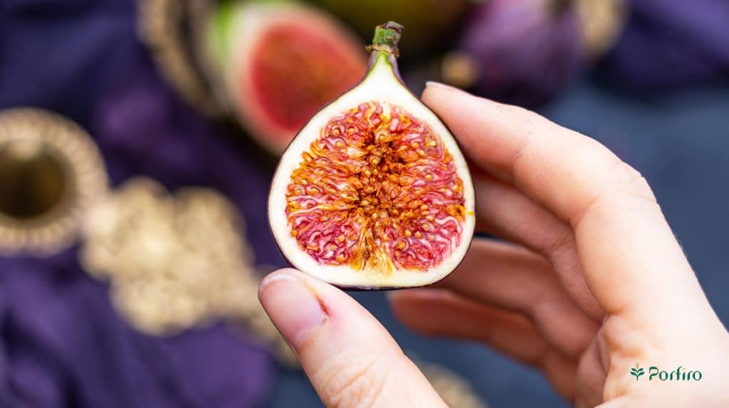 A leaf from a fresh black fig to demonstrate Accessibility and absorbability of phytochemicals from figs