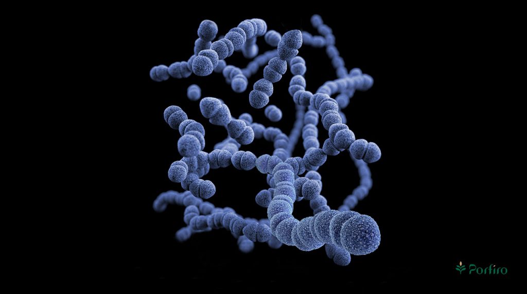 Clostridium perfringens in food poisoning in porfiro's bolg
