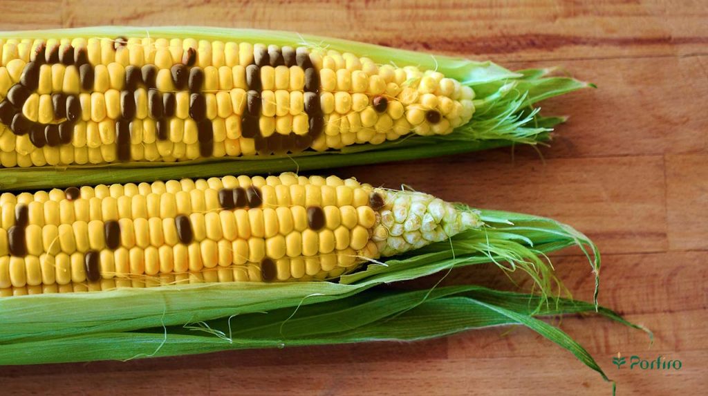 دو عدد بلال ذرت در کنار هم که روی ذرت بالایی با استفاده از دانه ها واژه ی GMO هایلایت شده است
