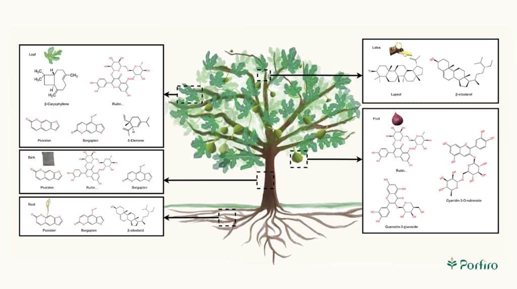 A drawing of a tree with the phytochemical compounds of the plant drawn around it with their chemical formula and spatial formula.