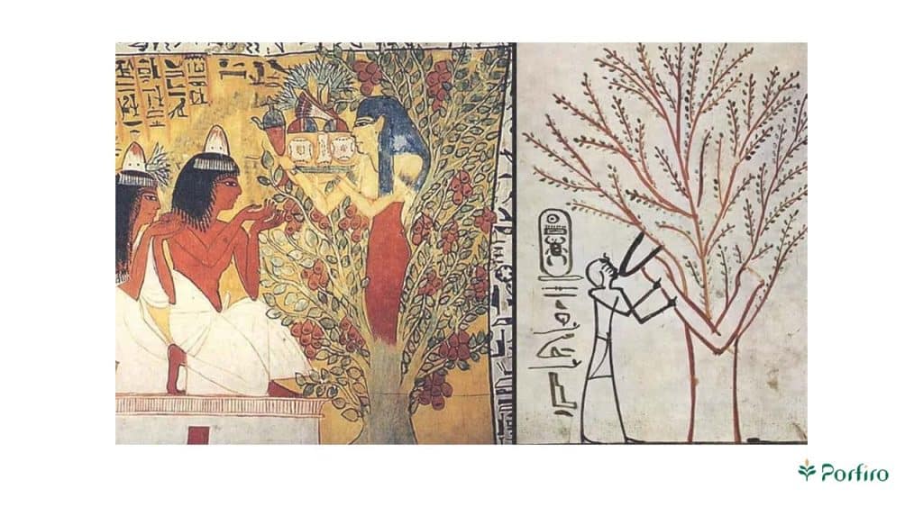 Two images from ancient Egyptian murals showing the use of the fig tree