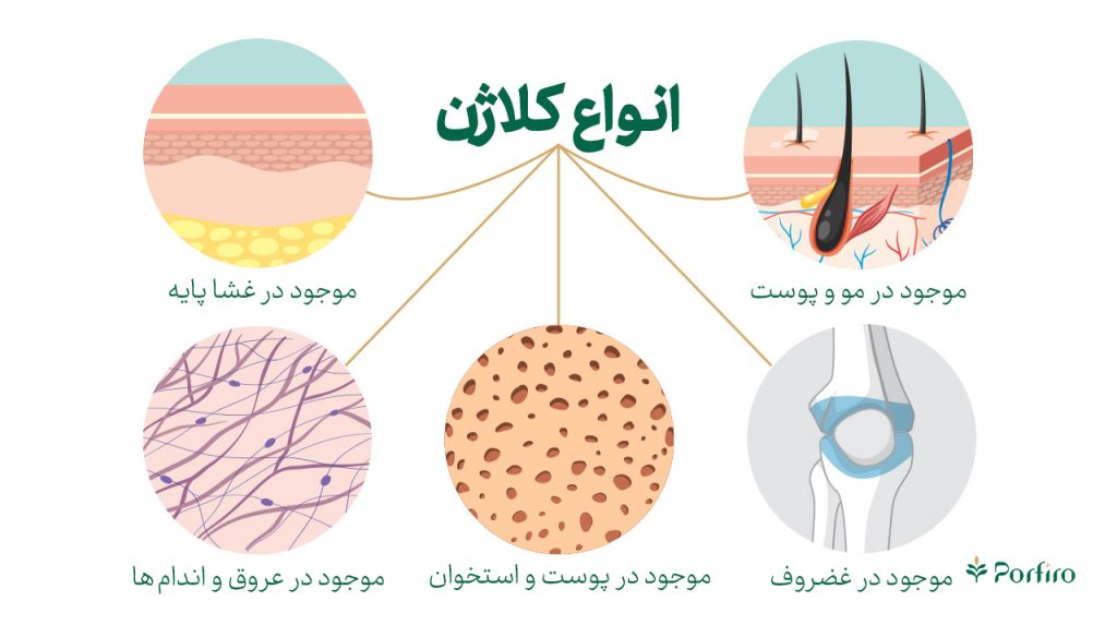 اینفوگرافیگ انواع کلاژن