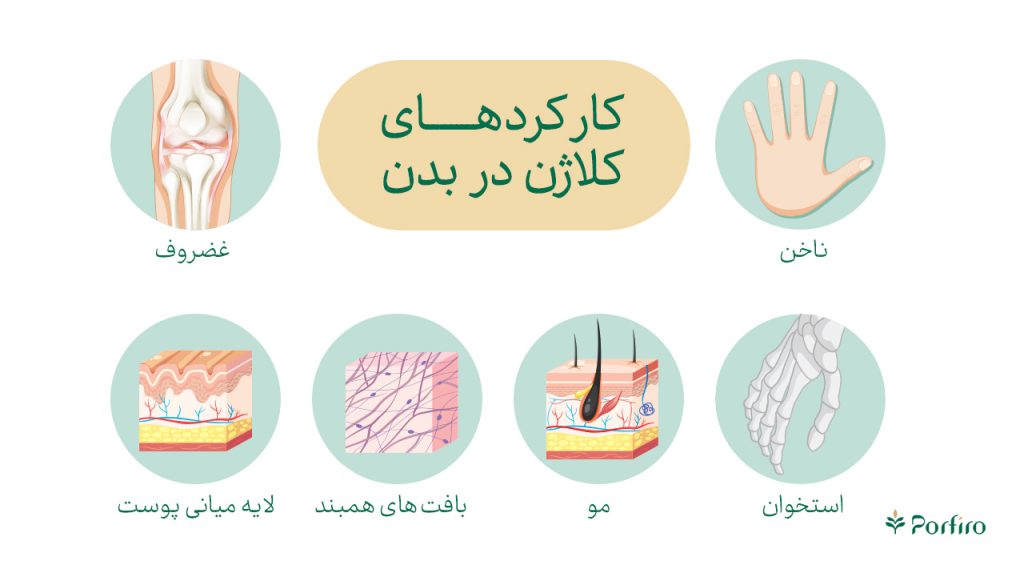 اینفوگرافیک کارکردهای کلاژن در بدن
