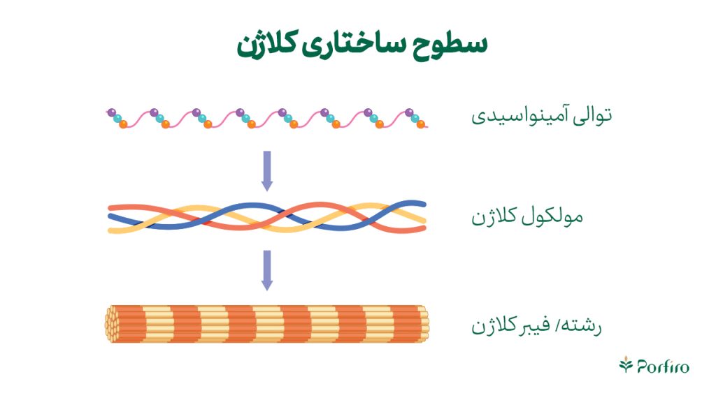 اینفوگرافیک سطوح ساختاری کلاژن