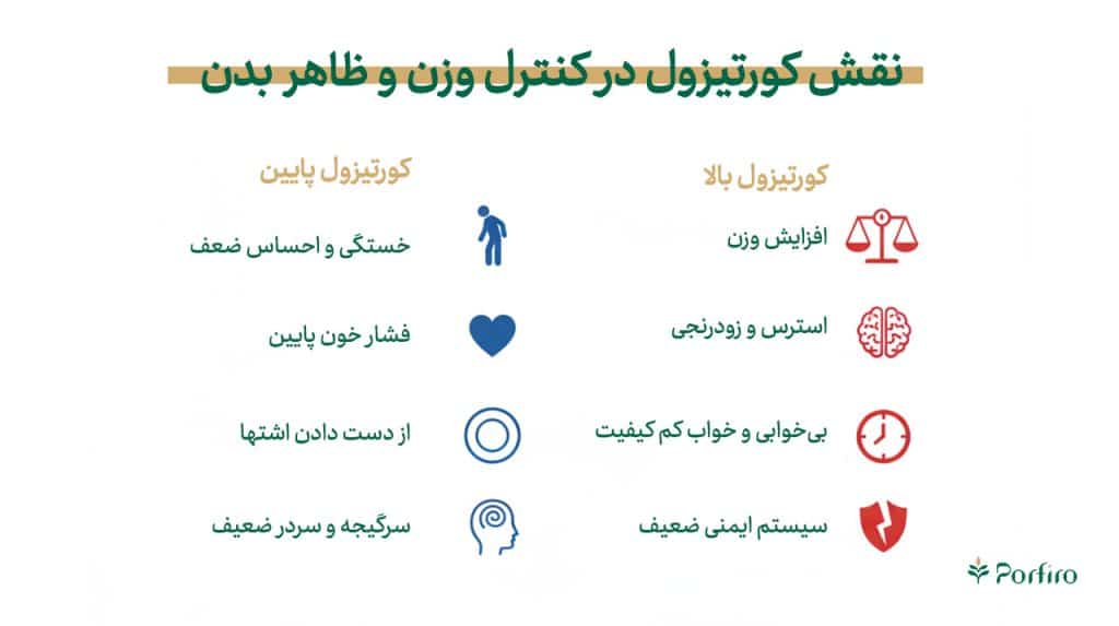 اینفوگرافیک نقش کورتیزول در کنترل وزن و ظاهر بدن