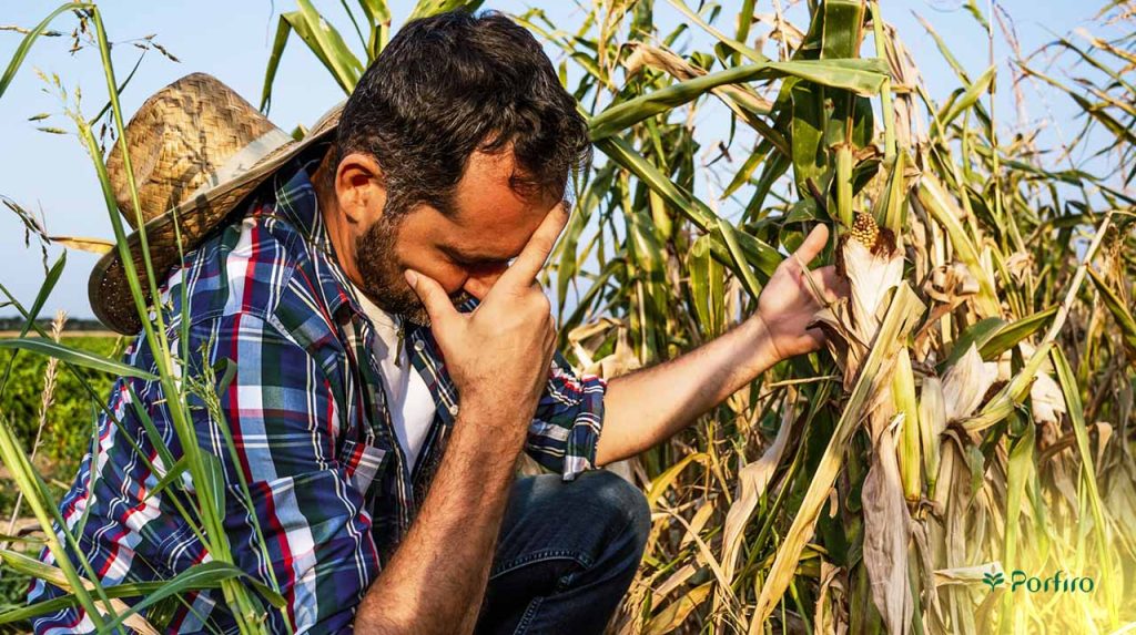A farmer sits sadly beside his corn field, holding one of his ruined crops. For the article on International Farm Workers' Day on the Porfiro blog.