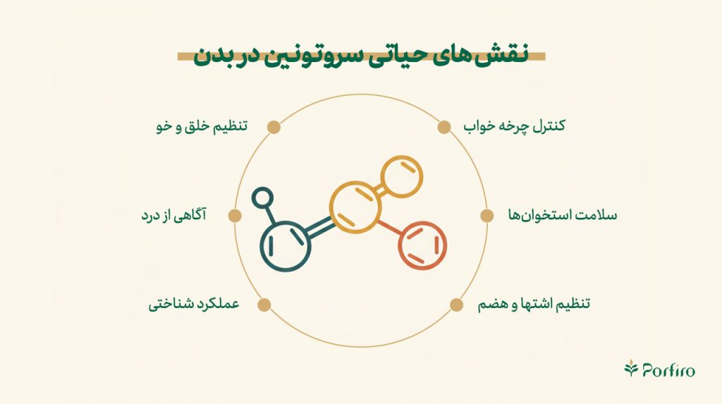 اینفوگرافیک نقش سروتونین در بدن
