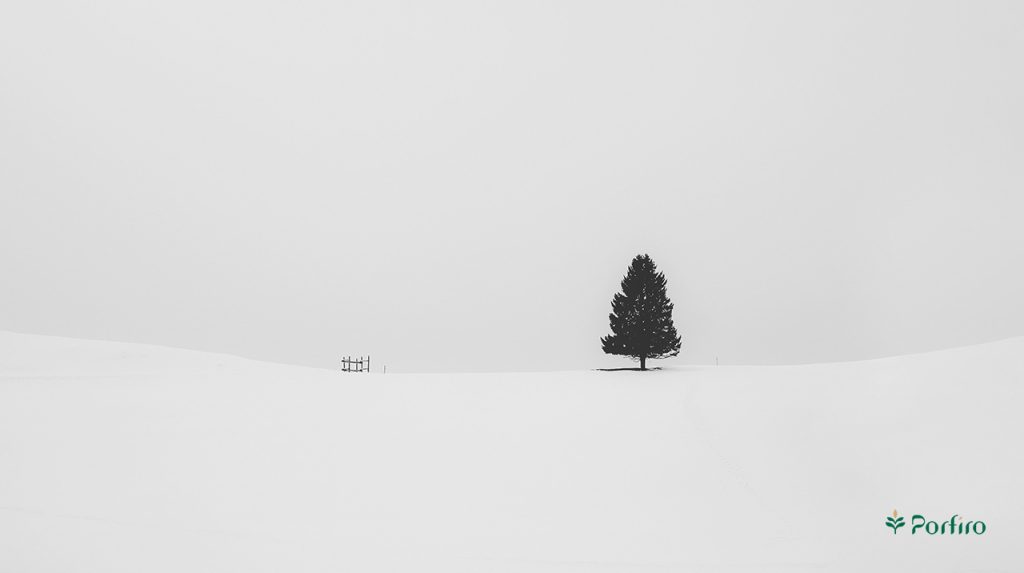 A quiet and peaceful view of a lone tree in the snow for studying 23 Practical Tips on How to Be a Minimalist
