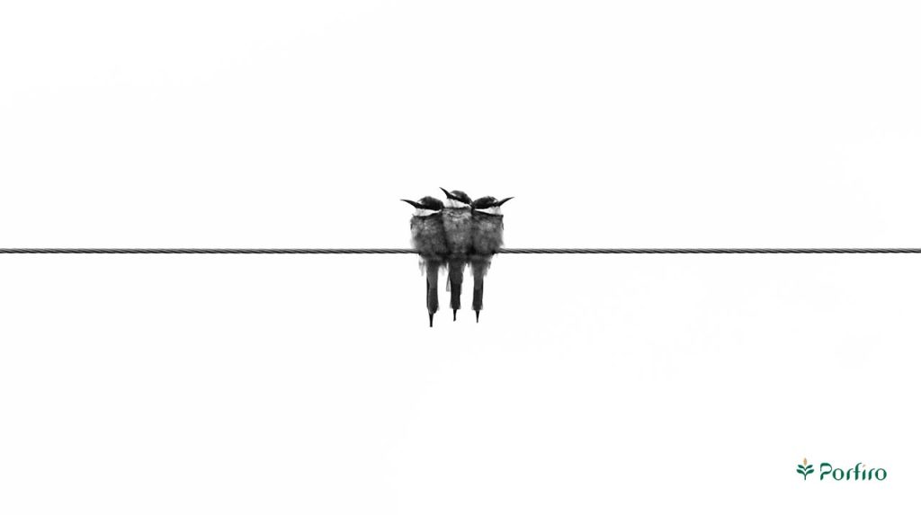 Three sparrows sit side by side on a wire in a white space background for the article Minimalist Lifestyle: How Can Simplicity Help Reduce Stress?